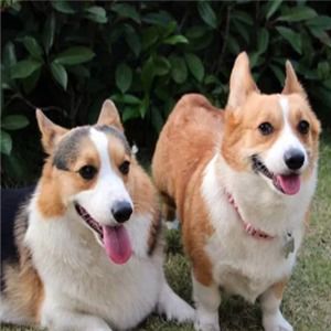 皇優(yōu)寵物加盟店 專業(yè)寵物服務，打造愛寵溫馨家園