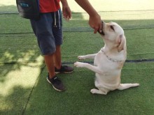 重慶洪湖寵物服務 為您的愛寵提供全方位專業(yè)呵護