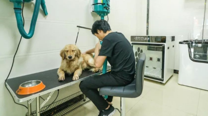 長沙正規(guī)寵物醫(yī)院與專業(yè)寵物服務全指南