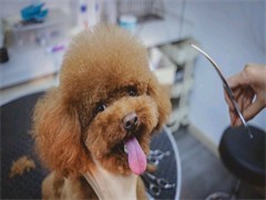 大連專業(yè)寵物訓練與服務指南