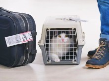 淮安寵物托運服務全攻略 專業(yè)、安全與便捷的選擇